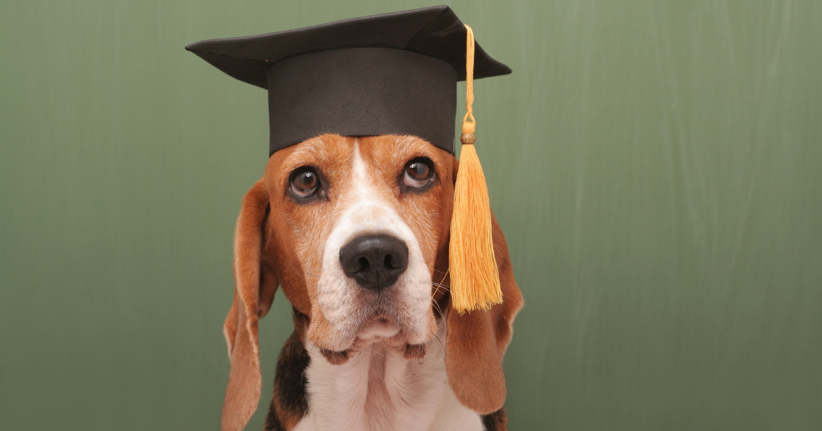 Why is Dog Training so Important?