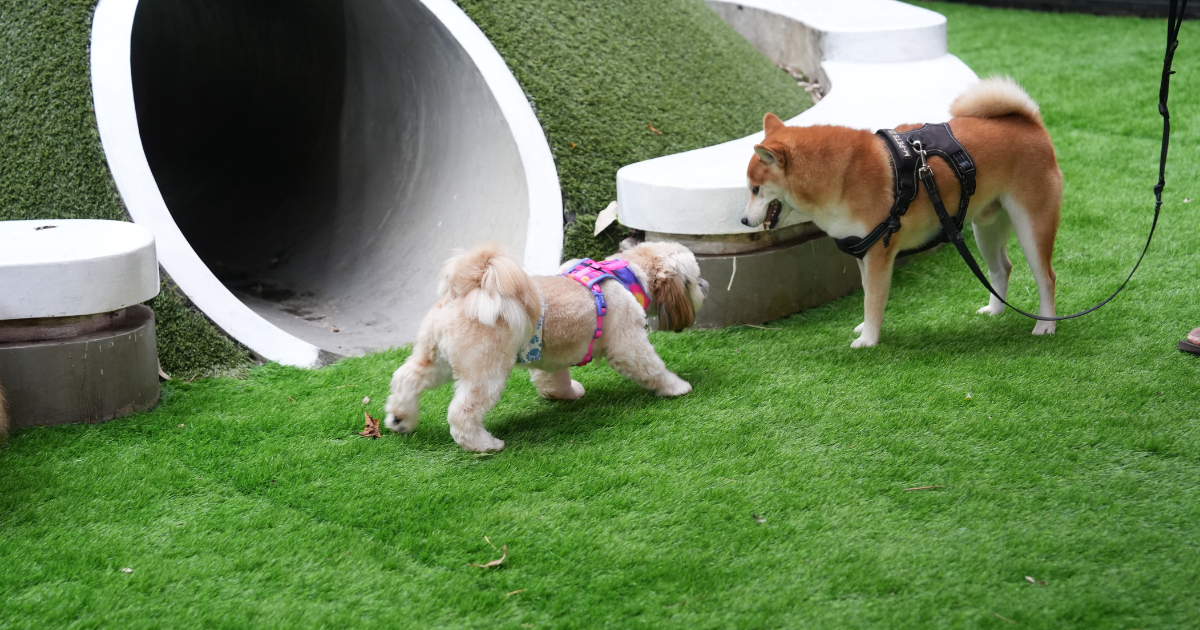 Dog Parks: Good or Bad?