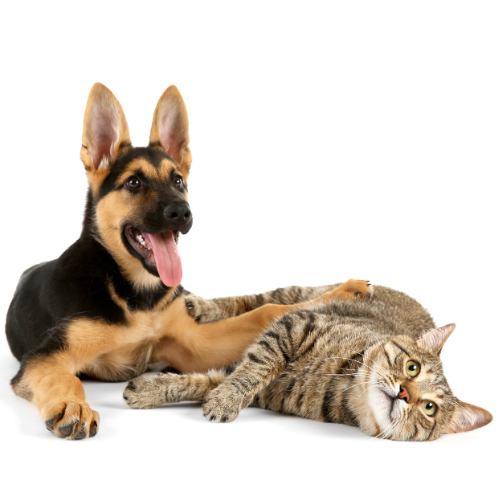 a german shepherd laying a gentle paw over a grey tabby car