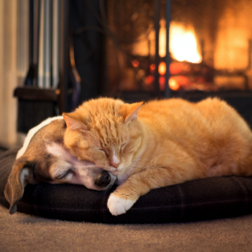 an orange tabby cat sleeping peacefully with a dog in front of a fireplace